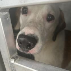 Shelter Stray Male Dog last seen , 980 Guilford College Rd, Greensboro, NC 27409, USA