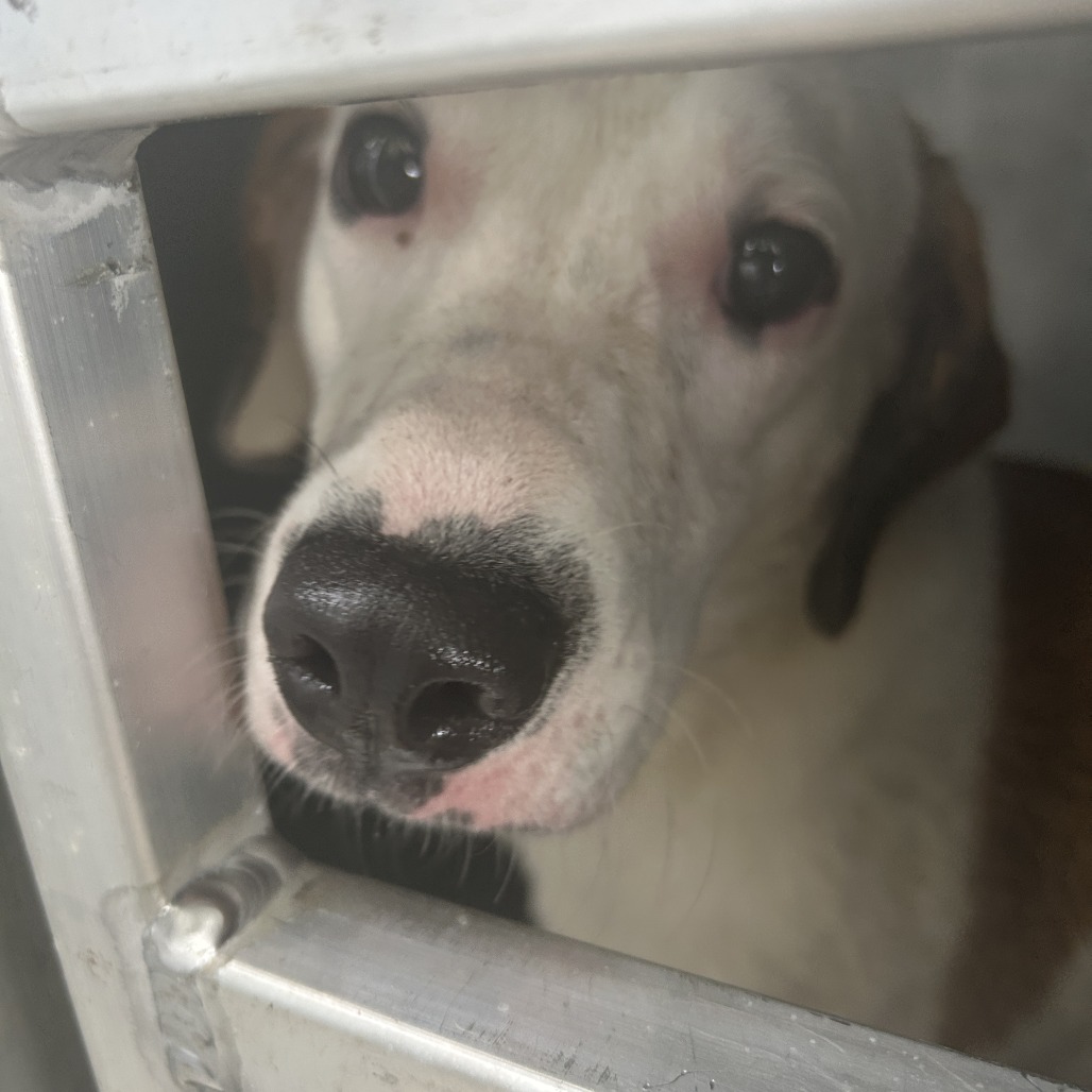 Shelter Stray Male Dog last seen , 980 Guilford College Rd, Greensboro, NC 27409, USA