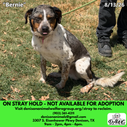 Shelter Stray Male Dog last seen , 3307 S Eisenhower Pkwy, Denison, TX 75020, USA