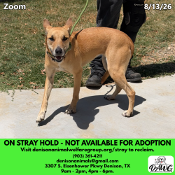 Shelter Stray Female Dog last seen , 3307 S Eisenhower Pkwy, Denison, TX 75020, USA