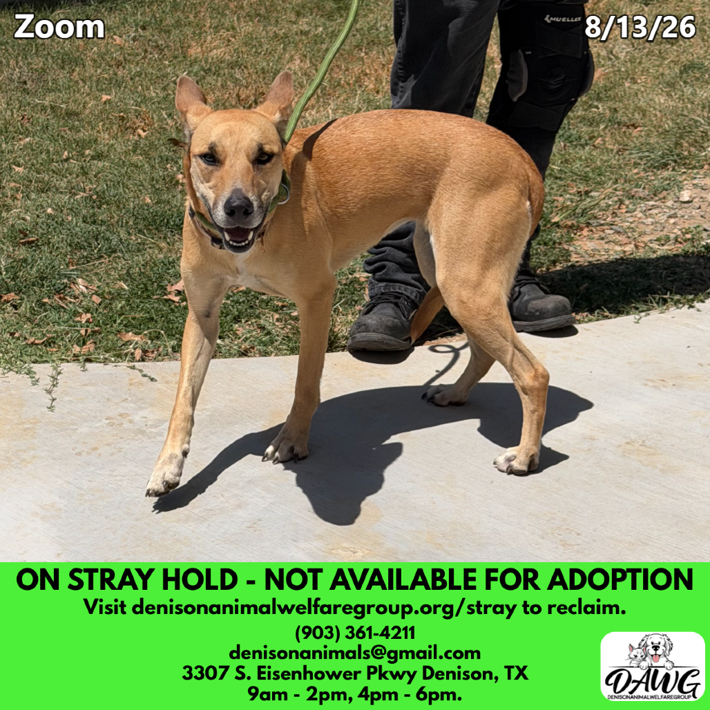 Shelter Stray Female Dog last seen , 3307 S Eisenhower Pkwy, Denison, TX 75020, USA