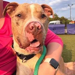 Shelter Stray Male Dog last seen , Animal Care & Control Team of Philly, 111 W Hunting Park Ave, Philadelphia, PA 19140, USA