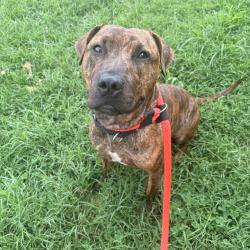 Shelter Stray Male Dog last seen , Animal Care & Control Team of Philly, 111 W Hunting Park Ave, Philadelphia, PA 19140, USA