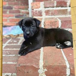 Shelter Stray Female Dog last seen , 2350 Appling City Cove, Memphis, TN 38133, USA