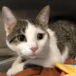 Shelter Stray Male Cat last seen , 1013 Garfield St, Oak Park, IL 60304, USA
