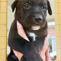 Shelter Stray Female Dog last seen , 2350 Appling City Cove, Memphis, TN 38133, USA