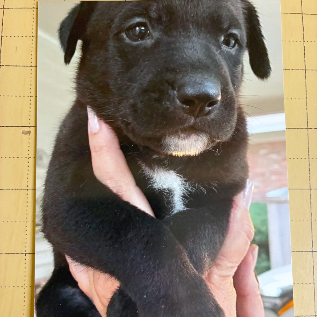 Shelter Stray Female Dog last seen , 2350 Appling City Cove, Memphis, TN 38133, USA