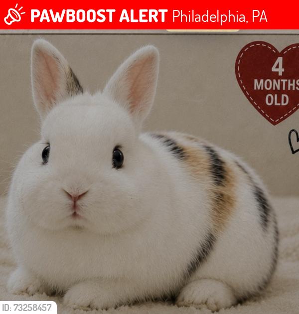 Lost Male Rabbit last seen Fitler street and frankford, Philadelphia, PA 19114