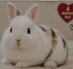 Lost Male Rabbit last seen Fitler street and frankford, Philadelphia, PA 19114