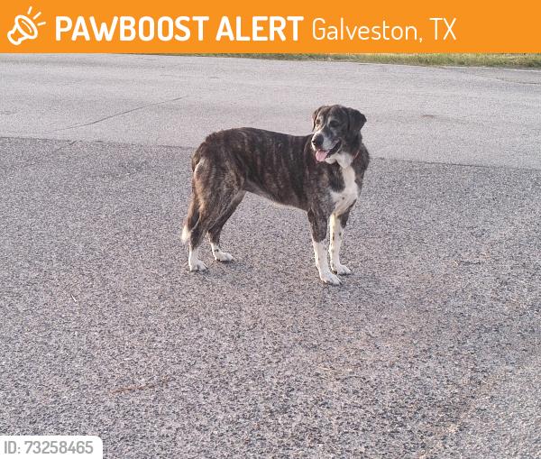 Found/Stray Unknown Dog last seen Stewart Rd, Galveston, TX 77554