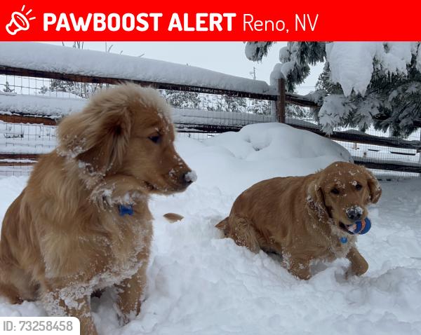 Lost Female Dog last seen Ramrod Cir/Caughlin Parkway, Reno, NV 89519