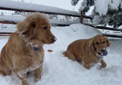 Lost Female Dog last seen Ramrod Cir/Caughlin Parkway, Reno, NV 89519