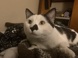 Lost Male Cat last seen 75th and kingery by the target, Willowbrook, IL 60527