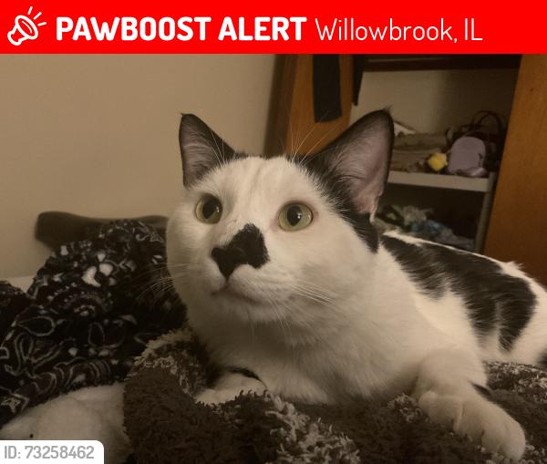 Lost Male Cat last seen 75th and kingery by the target, Willowbrook, IL 60527