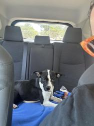 Found/Stray Female Dog last seen Oak Crest Funeral Home in Waco, Waco, TX 76710