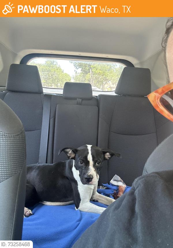 Found/Stray Female Dog last seen Oak Crest Funeral Home in Waco, Waco, TX 76710