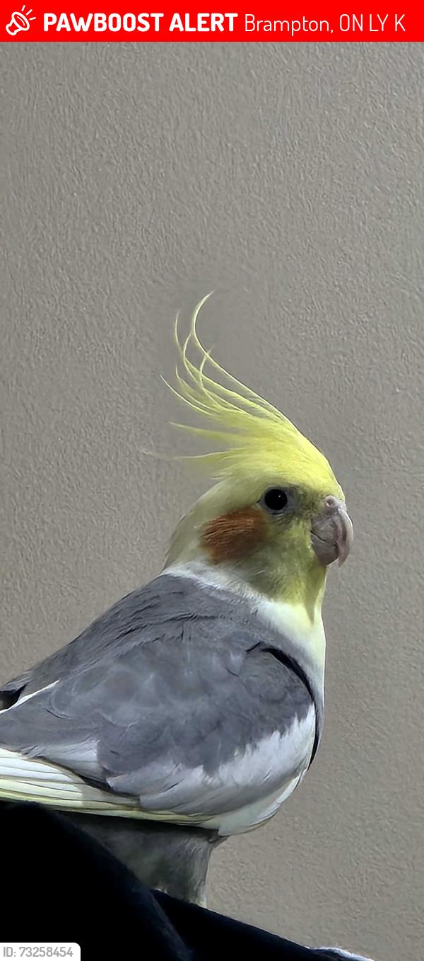 Lost Male Bird last seen Chinguacousy and Mavis road, Brampton, ON L6Y 4K7