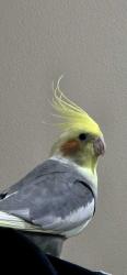Lost Male Bird last seen Chinguacousy and Mavis road, Brampton, ON L6Y 4K7
