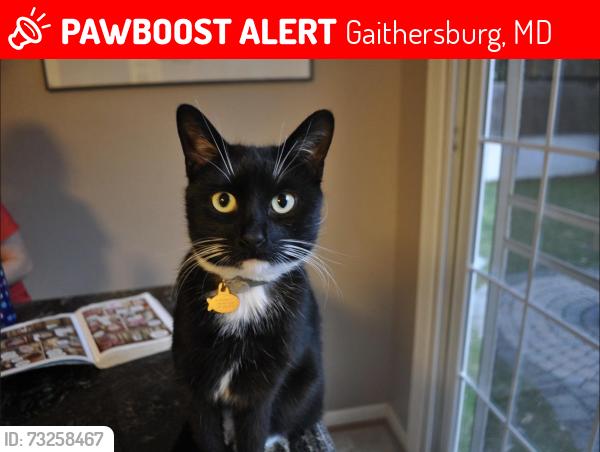 Lost Male Cat last seen Acline Ct., Gaithersburg, MD 20878