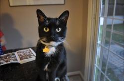 Lost Male Cat last seen Acline Ct., Gaithersburg, MD 20878