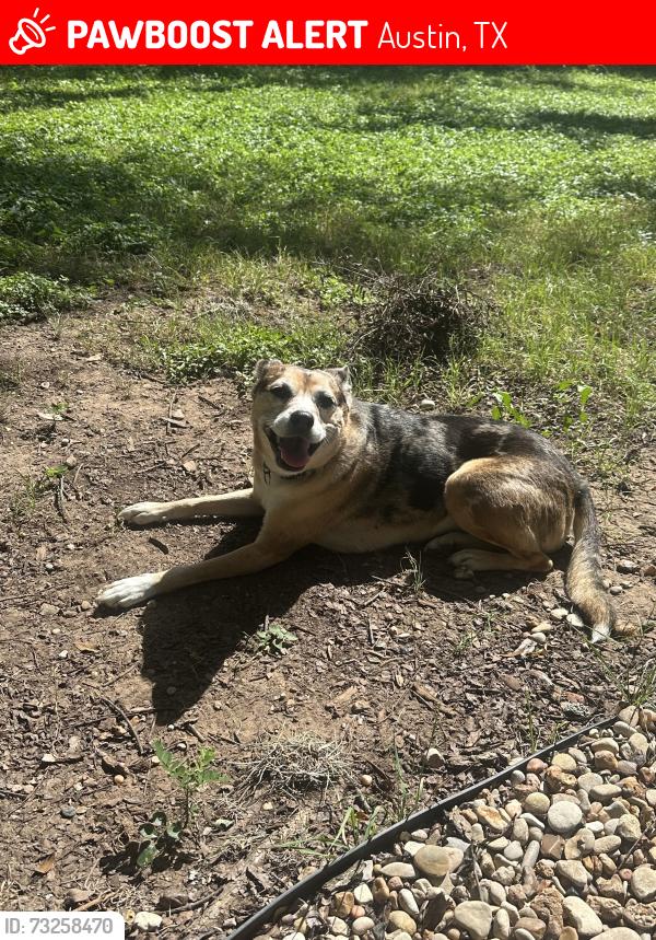 Lost Female Dog last seen Bolm Rd and 183, Austin, TX 78725