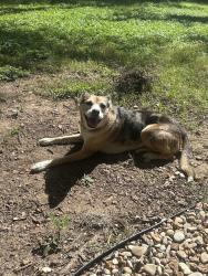 Lost Female Dog last seen Bolm Rd and 183, Austin, TX 78725