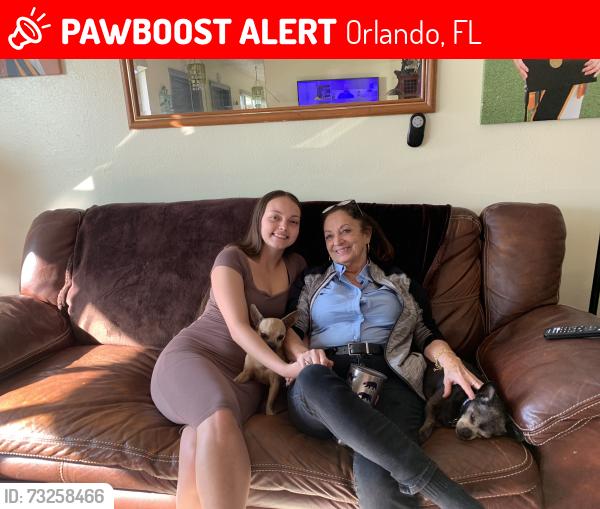 Lost Male Dog last seen Brookebridge dr, Orlando, FL 32825