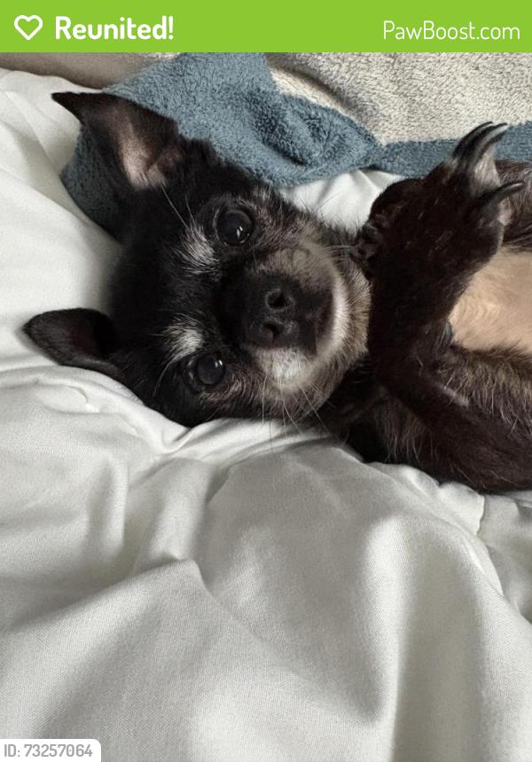 Reunited Male Dog last seen Kingdom home of Jehovah’s Witnesses, Pacific, WA 98047