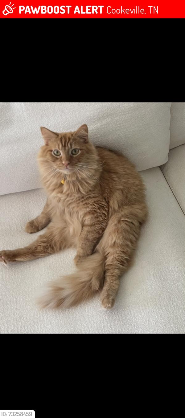 Lost Male Cat last seen Near Saxony Court, Cookeville, TN 38501