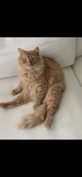 Lost Male Cat last seen Near Saxony Court, Cookeville, TN 38501