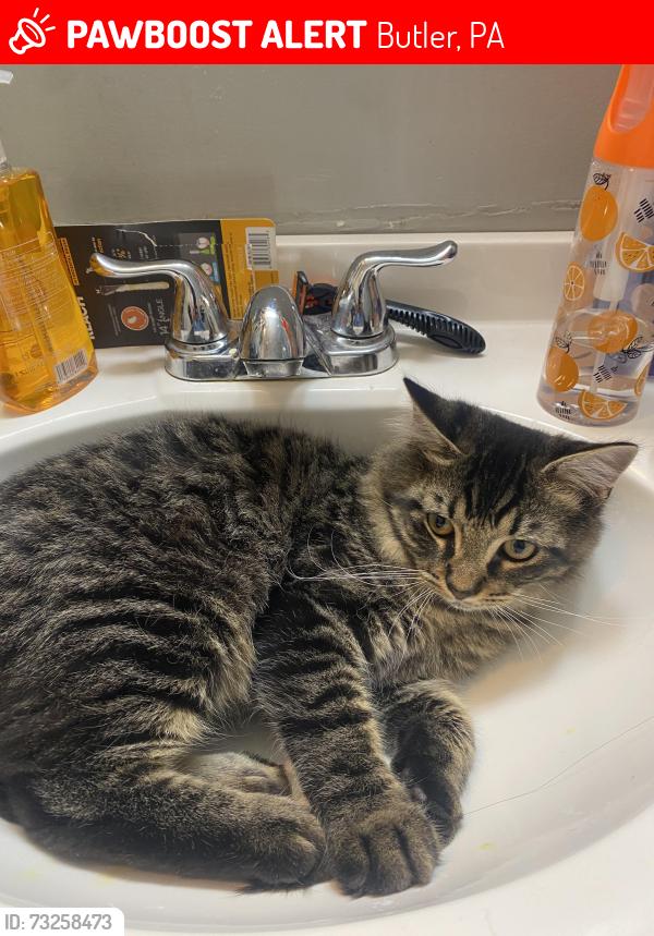 Lost Male Cat last seen Chestnut and Cunningham, Butler, PA 16001