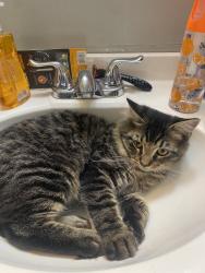 Lost Male Cat last seen Chestnut and Cunningham, Butler, PA 16001