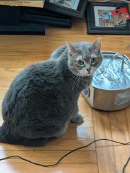 Reunited Female Cat last seen Near Summit Ave, Albany, NY 12209