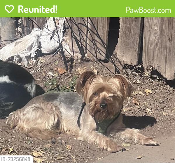 Reunited Male Dog last seen Near N Patterson blvd, Flagstaff, AZ 86004