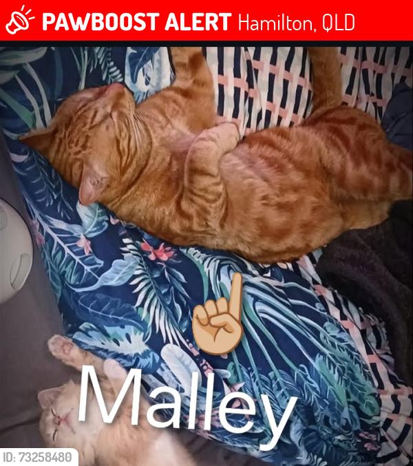 Lost Male Cat last seen Windsor Street Hamilton QLD, Hamilton, QLD 4007