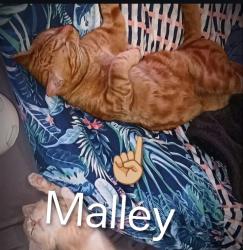 Lost Male Cat last seen Windsor Street Hamilton QLD, Hamilton, QLD 4007