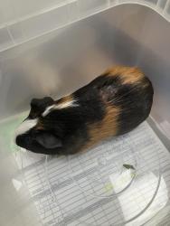Found/Stray Unknown Other last seen Central Park, Louisville, KY 40208