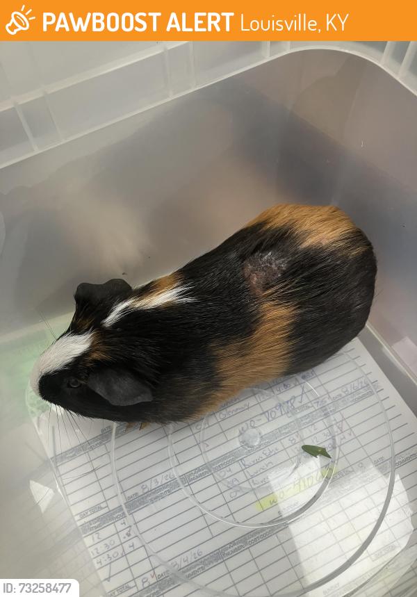 Found/Stray Unknown Other last seen Central Park, Louisville, KY 40208
