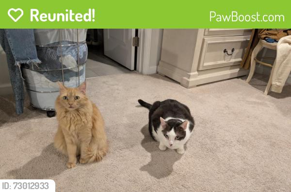 Reunited Male Cat last seen Quarter Gate Trace and retention pond, Chapel Hill, NC 27516