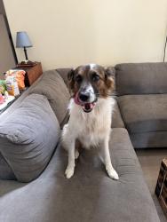 Found/Stray Male Dog last seen NE 152nd Ave, Vancouver, WA 98682