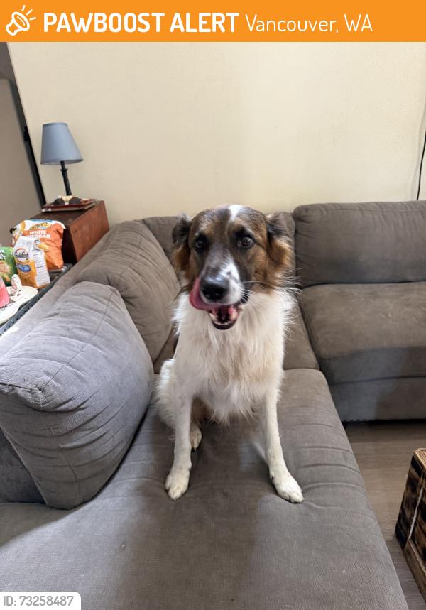 Found/Stray Male Dog last seen NE 152nd Ave, Vancouver, WA 98682