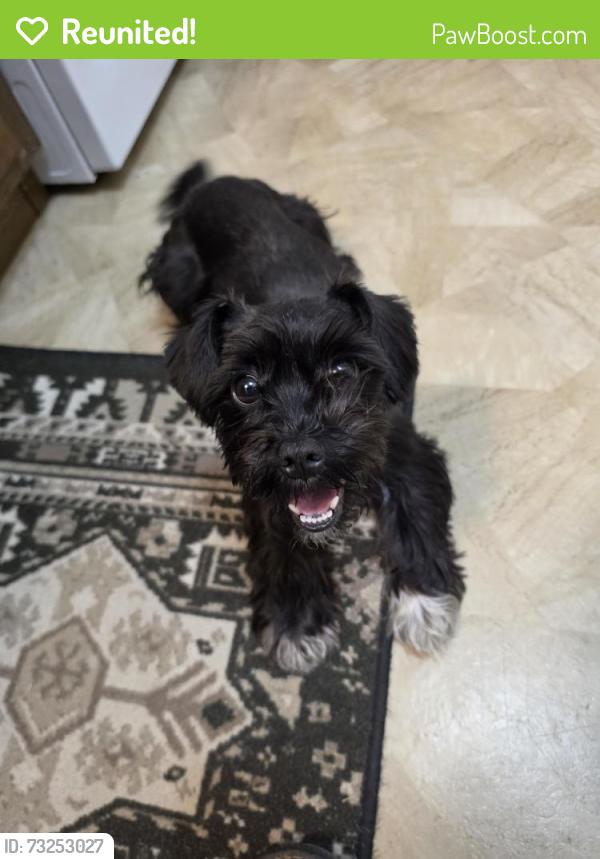 Reunited Female Dog last seen Longmire Rd &W Semands St, Conroe, TX 77304