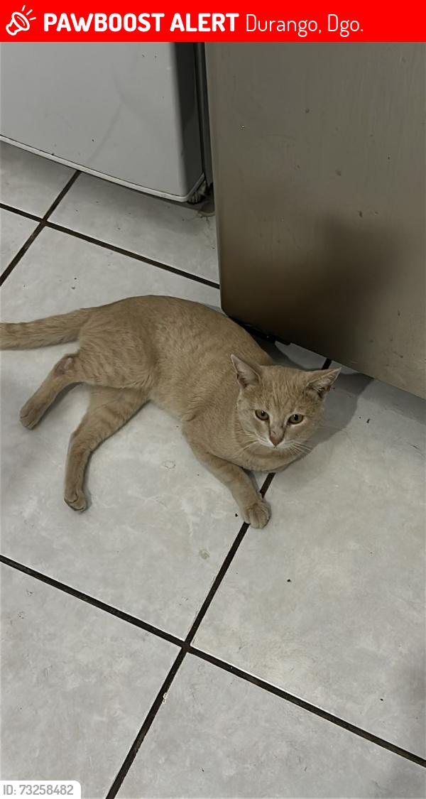 Lost Male Cat last seen Avenida la salle, Durango, Dgo. 