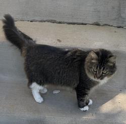 Reunited Female Cat last seen Melrose Ave, Triangle, VA 22172
