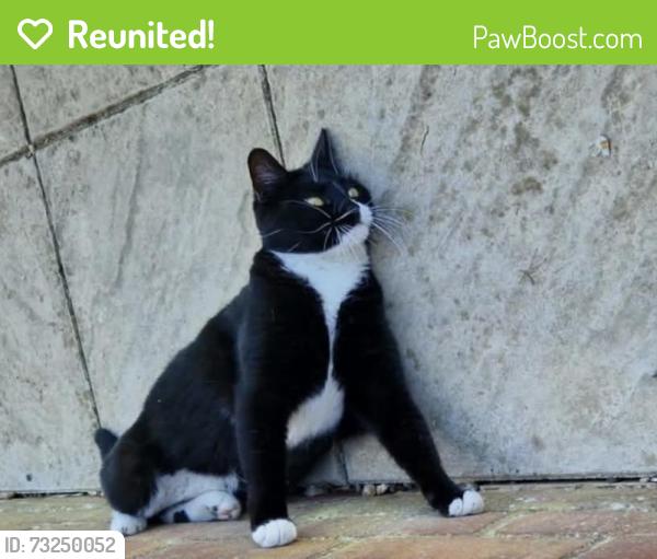 Reunited Female Cat last seen Iwade, sittingbourne Milton, eurolink, Kent, England ME9 8XH