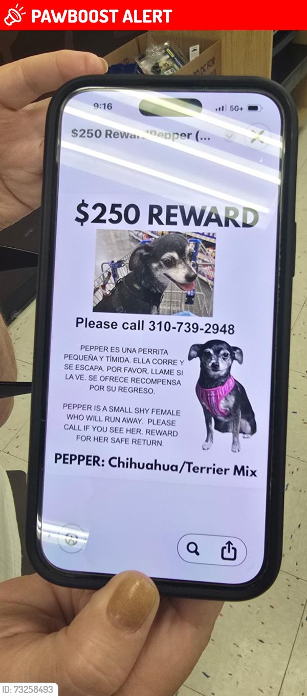 Lost Female Dog last seen Military Trail and Okeechobee Blvd, West Palm Beach, FL 33409