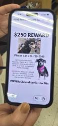 Lost Female Dog last seen Military Trail and Okeechobee Blvd, West Palm Beach, FL 33409
