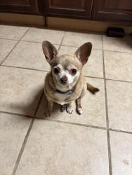 Lost Female Dog last seen valencia park/ skyline area, San Diego, CA 92114