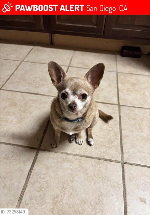 Lost Female Dog last seen valencia park/ skyline area, San Diego, CA 92114