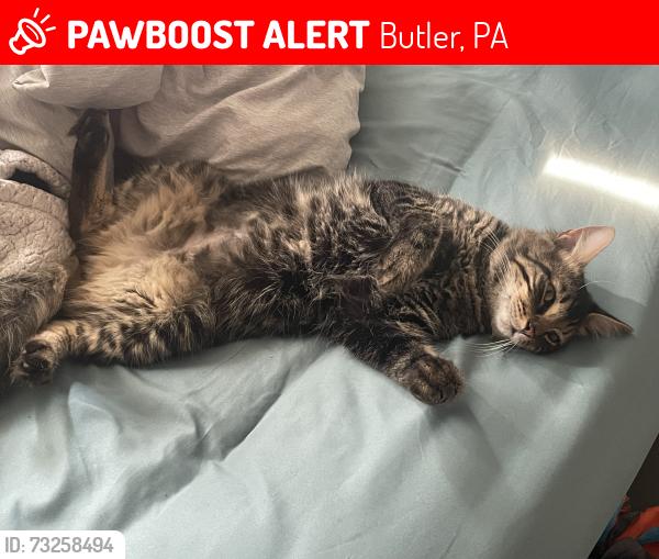 Lost Male Cat last seen 7/11 on New Castle, Butler, PA 16001